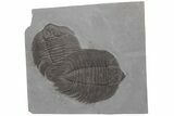 Killer, Double Arctinurus Trilobite Plate - Middleport, New York #219930-1
